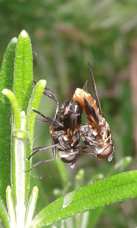 Trichopoda pennipes (Tachinidae)? S